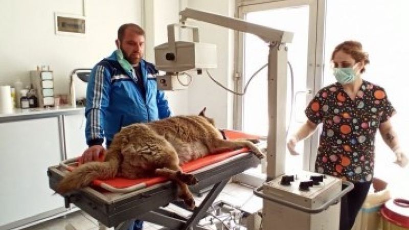 Düzce'de sokak köpeğine çarpan sürücüden örnek davranış