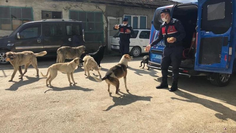 Bilecik'te sokak hayvanlarına jandarma bakıyor