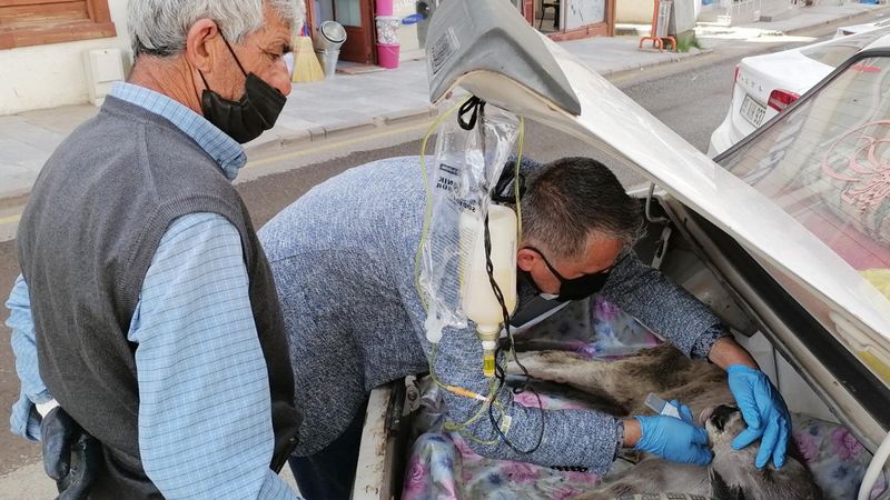 Erzurum'da hasta buzağıyı bagajda tedavi ettirdi