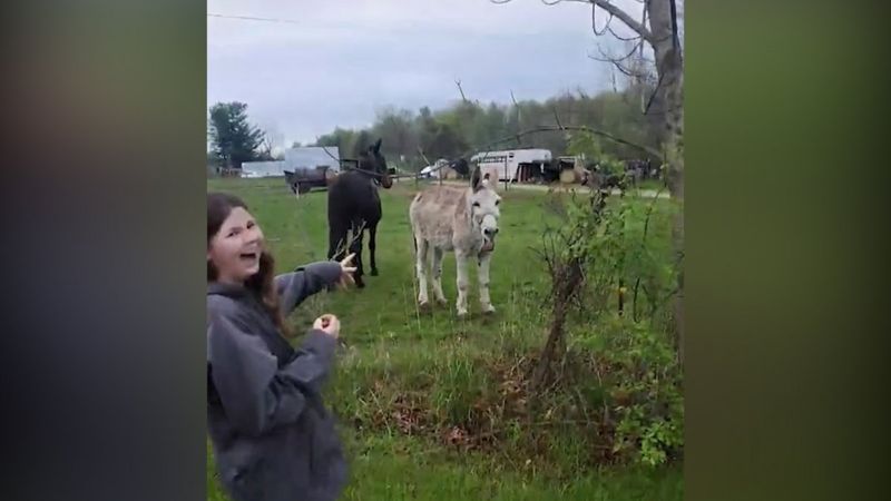Elektrik çarpan köpeği gören eşek kahkaha attı