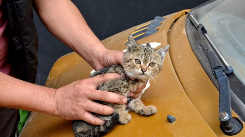 Osmaniye'de kaputa giren kediyi itfaiye kurtardı