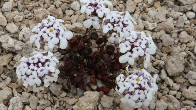 Aksaray'da 'tuz beğendi' çiçek açtı: Sadece Tuz Gölü havzasında yetişiyor