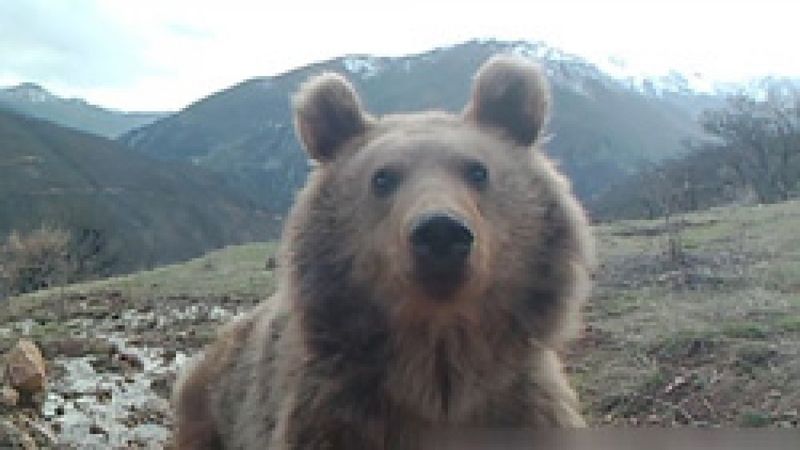 Fotokapanlarda Türkiye'nin yaban hayatı