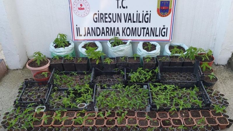 Giresun'da uyuşturucu operasyonu