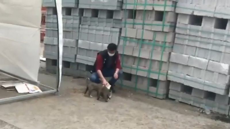 Ağrı'da, polis memurundan alkışlanacak hareket: Sokak köpeklerini sütle besledi