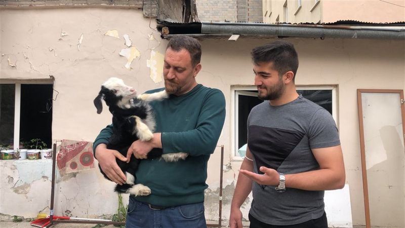 Kars'ta keçi ve yavrusunu bahçede besliyorlar