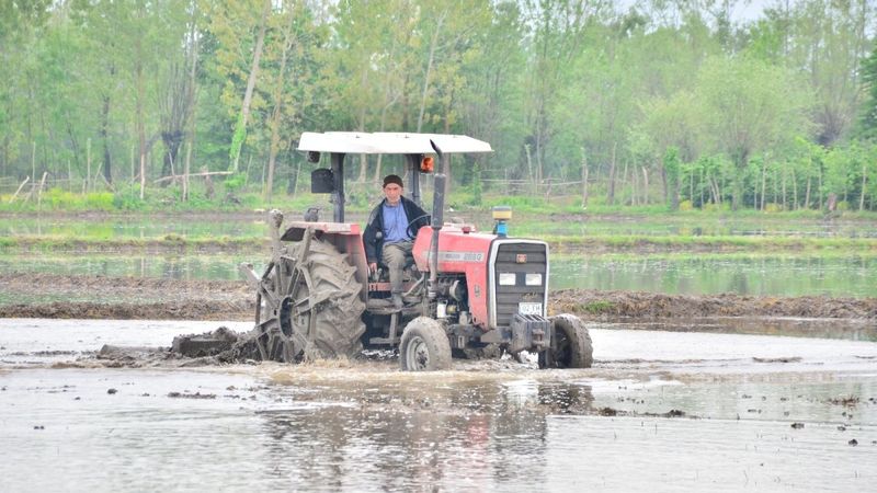 Samsun’da Terme pirincinin ekimine başlandı