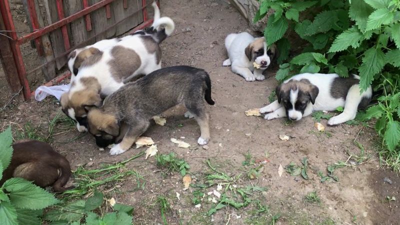 Artvin'de doğum yapan köpek ve yavrularına sahip çıktı