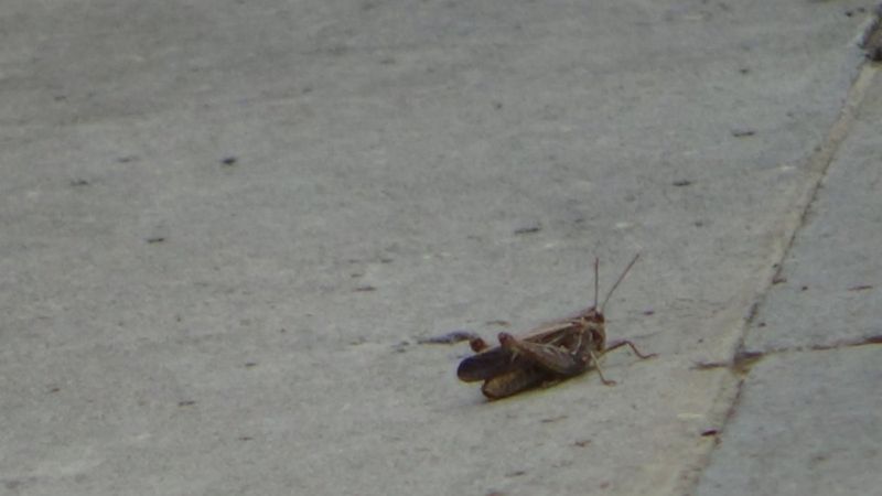Hakkari’de çekirge istilası