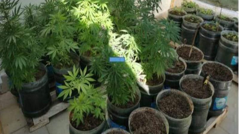 Didim'de, kenevir üretimi yapılan eve polis baskını