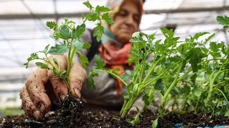 Sebzelerimizi artık balkonda yetiştiriyoruz