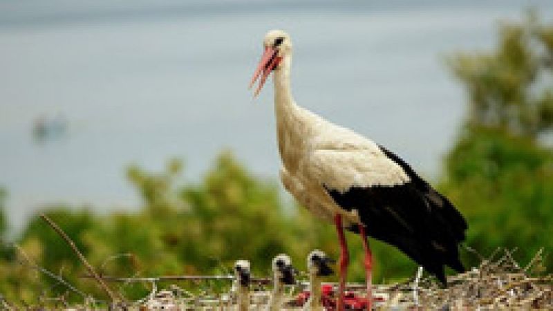 Yaren leylek yavrularıyla Karacabey'de görüntülendi