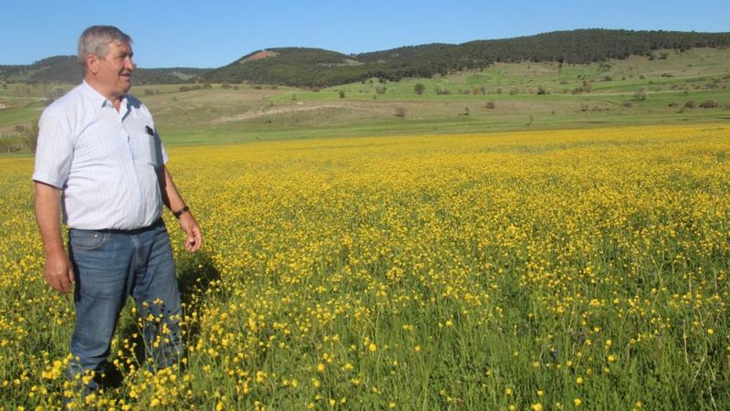 Kütahya tarlalarında sarı çiçekler açtı