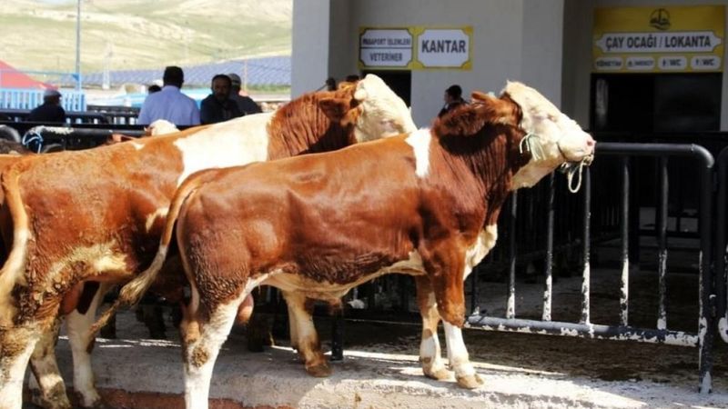 Bayburt'ta hayvan pazarı yeniden açıldı