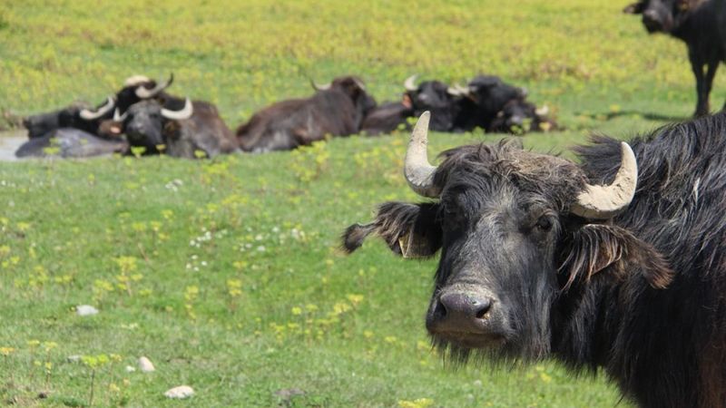 Türkiye’de en çok manda İstanbul’da
