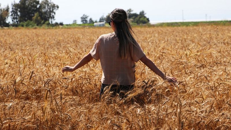Adana'da buğday hasadı başladı