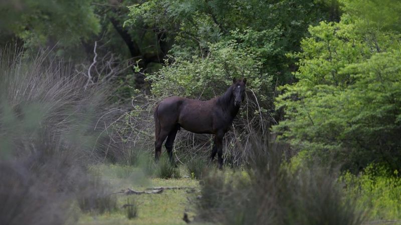 Karacabey Longozu, yemyeşil bitki örtüsüyle görenleri büyülüyor
