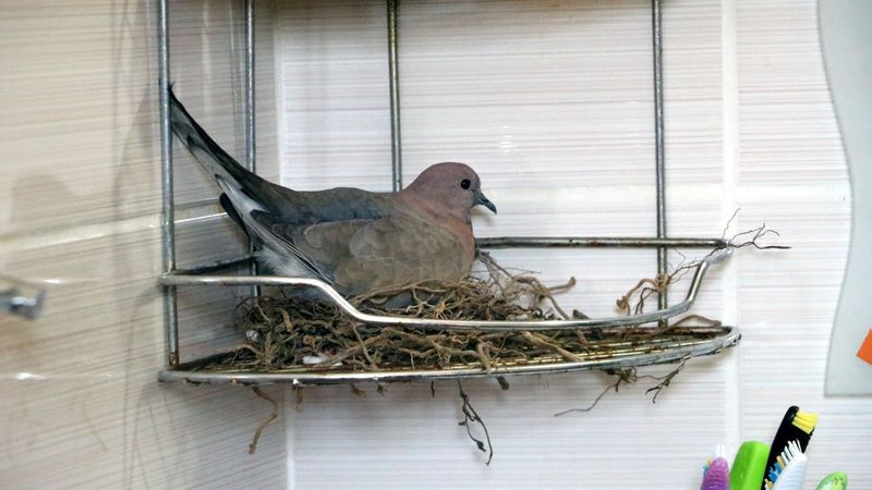 Hakkari'de, 6 kişilik aile banyosunu kumrularla paylaşıyor
