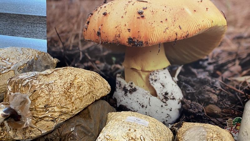 Kuzugöbeği mantarının kilosu 3 bin lira