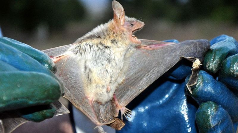 Yarasalarda görülen koronavirüslerin soy ağacında yeni bir dala rastlandı