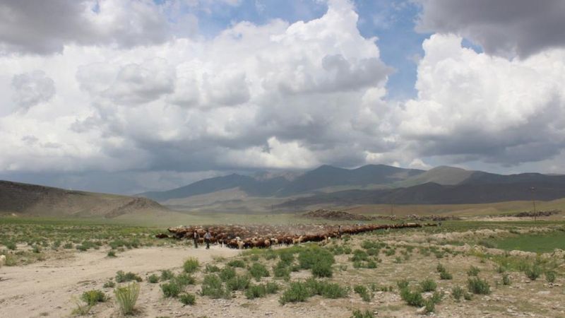 Iğdır'da besiciler yaylaların yolunu tuttu