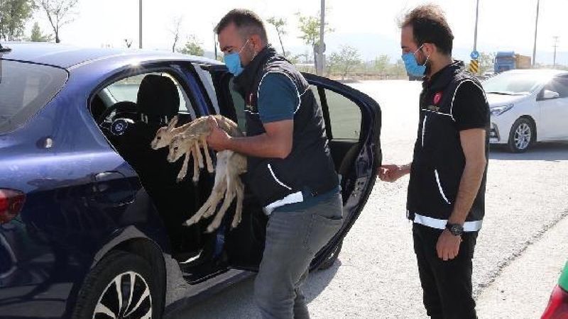 Konya'da durdurulan araçtan ceylan yavruları çıktı