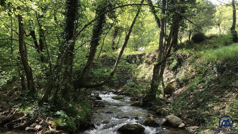 Kaz Dağları zengin bitki örtüsüyle görenleri büyülüyor