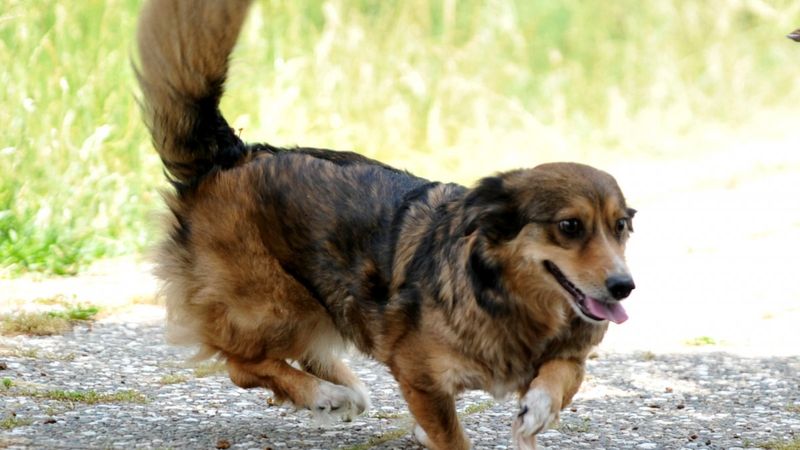 Bursa'da felçli olan köpek, kök hücre nakli ile yürüdü