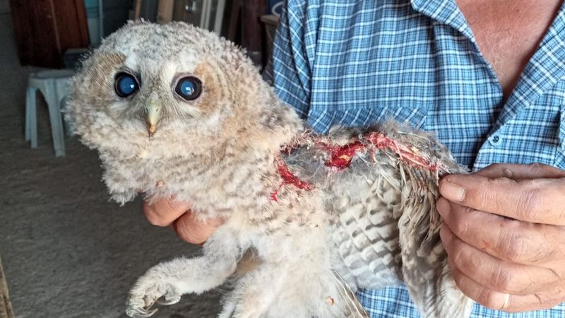 Manisa'da yaralı halde bulunan baykuş tedavi ettirildi