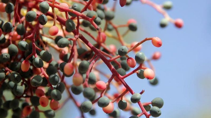 Öksürüğe, nefes darlığına ve kansere birebir: Menengiç nedir?