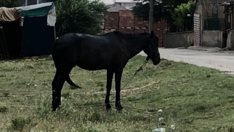 Eskişehir'de bir at sağanak yağışın altında bırakıldı