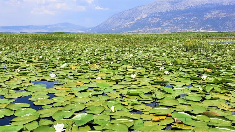 Çivril Işıklı Gölü'nde nilüfer şöleni