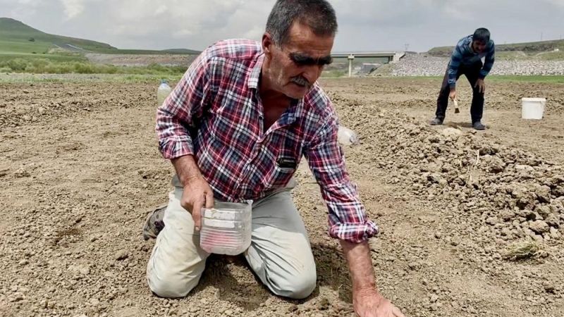 Ağrı'da çiftçiler 30 derece sıcağın altında çalışıyor