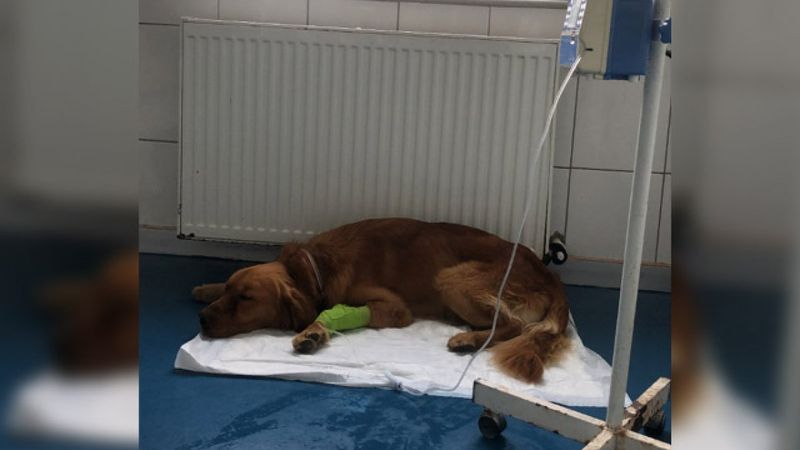 Silivri’de köpeklerde gençlik hastalığı salgını: 3’ü öldü