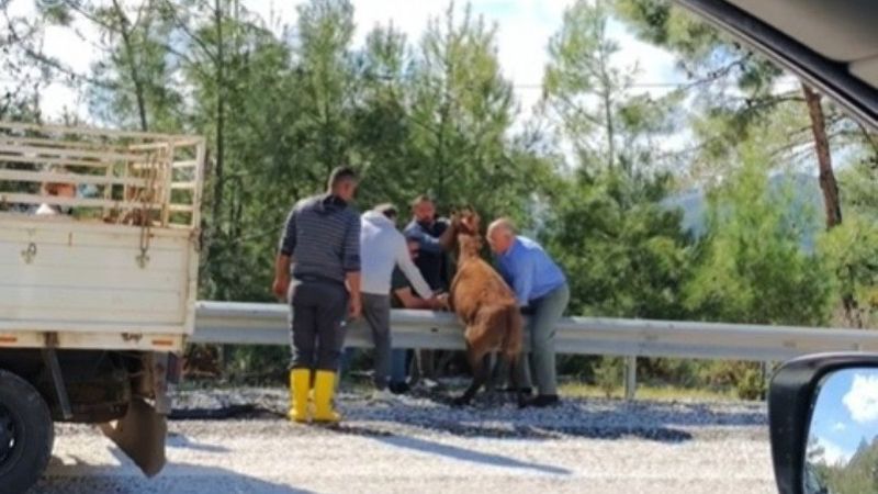 Muğla'da bariyerlerde asılı kalan eşeği çevredeki vatandaşlar kutardı