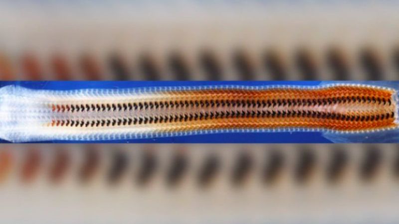 Bilim insanları, demir dişi olan bir canlı keşfetti