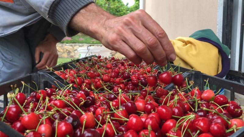 Amasya'da senenin ilk kiraz hasadı yapıldı