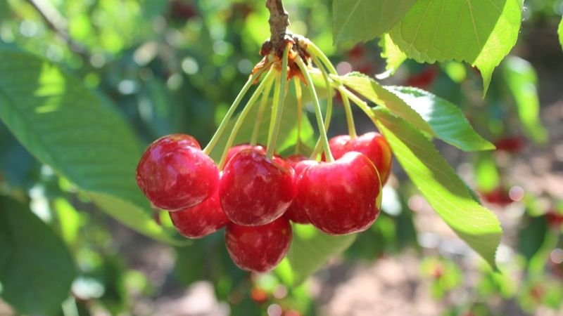 Coğrafi işaret olarak tescillenen Salihli kirazında hasat başladı