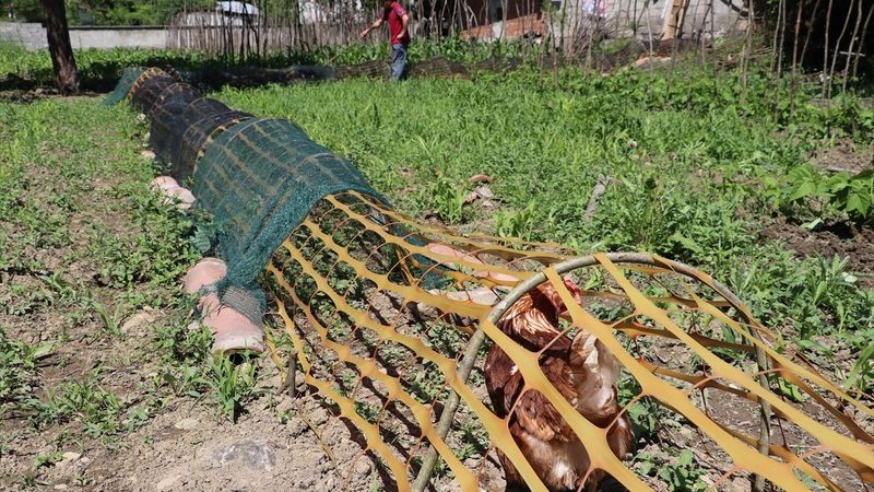 Karabük'te ekili alanlar için tavuklara tünelli çözüm