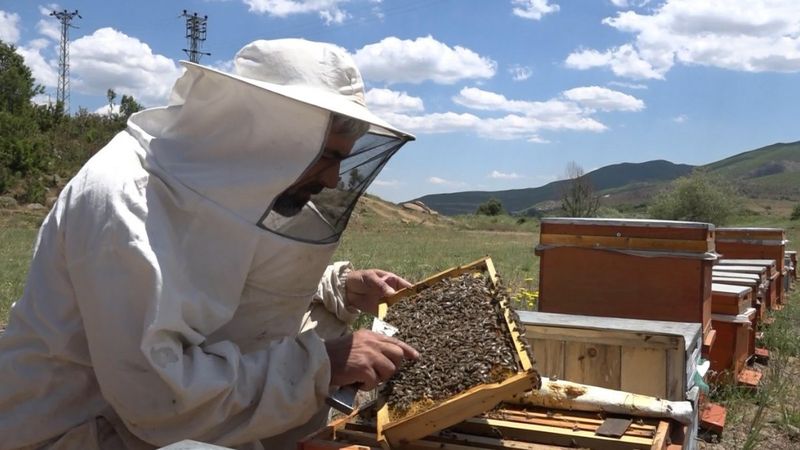Arıcılar, Erzincan yaylalarında mesaiye başladı