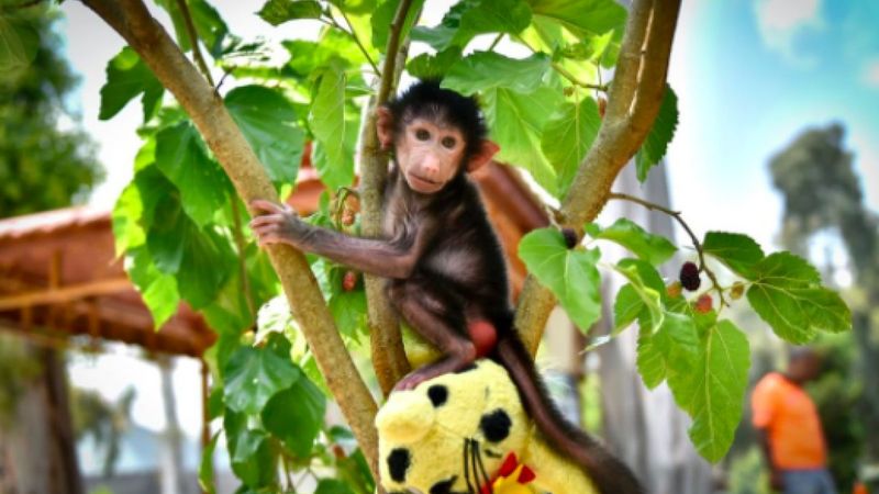 Mersin'de kuvözde büyütülen maymun Nisan, doğal ortamına alıştırılıyor