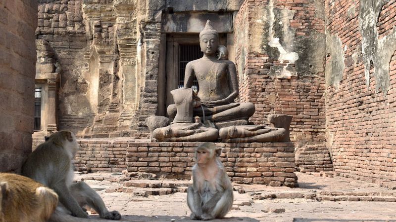 Vakanüvis yazdı: Hayvan hakları yasası hazırlanırken...