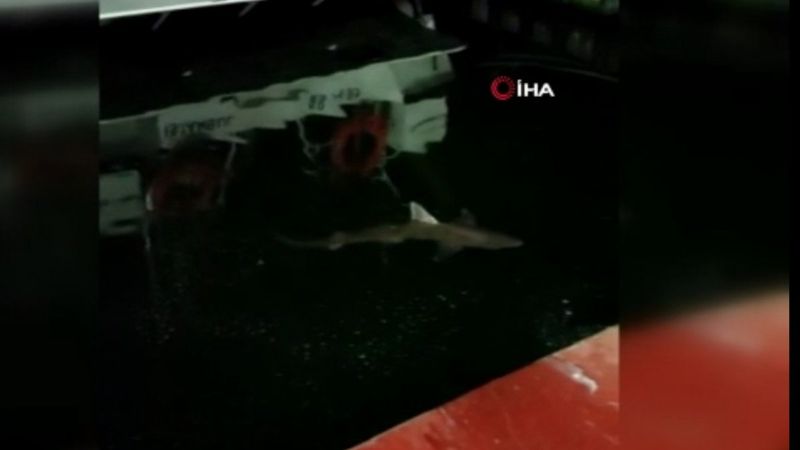 Haliç’te balıkçının oltasına köpek balığı takıldı