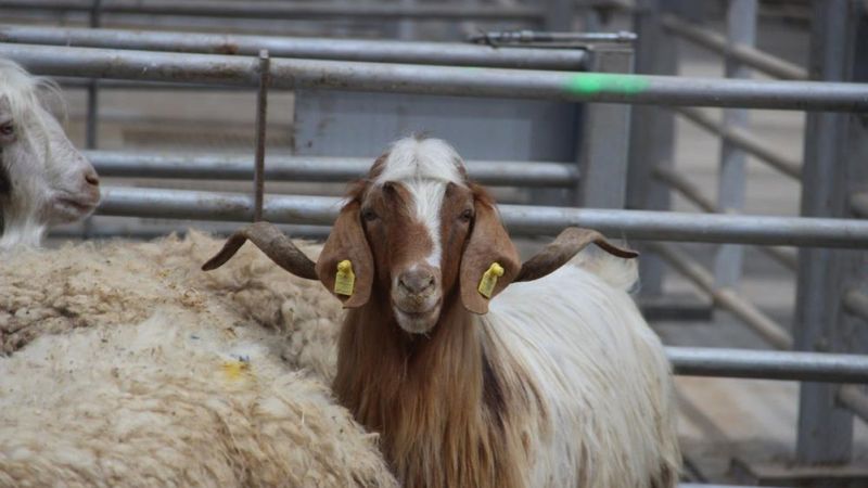 Kurban pazarları hareketlendi: Fahiş fiyat artışı var