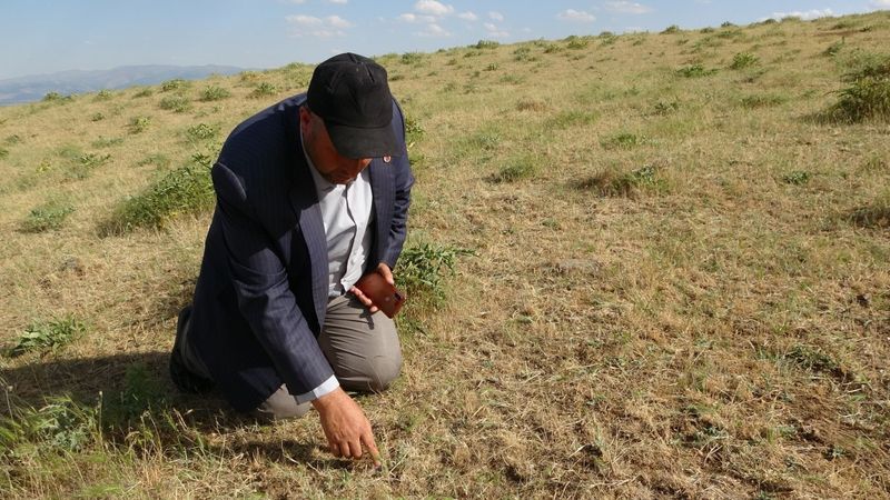 Muşlu çiftçilerin çekirge endişesi