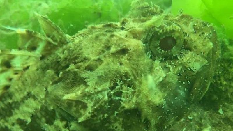 Kocaeli'de müsilajın denizaltındaki tahribatı görüntülendi