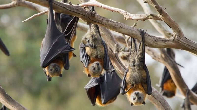 Çin’de, koronavirüse yakın ikinci bir virüs bulundu