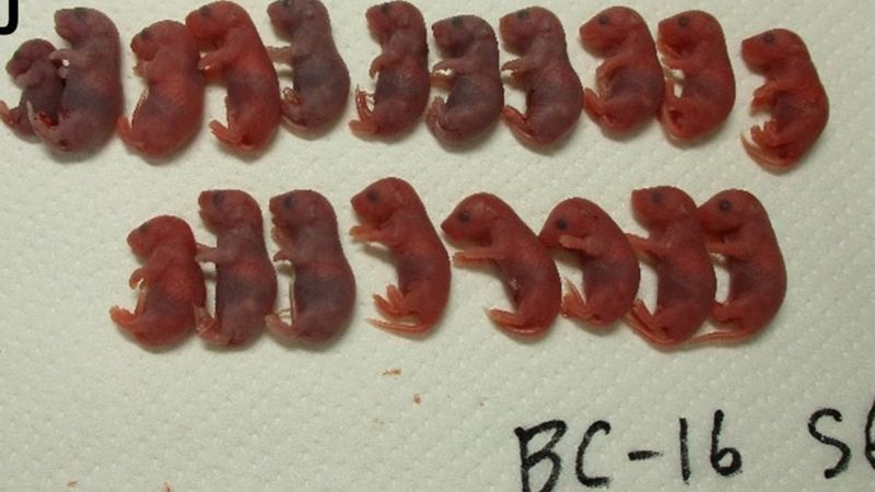 Japonyalı bilim insanları, 5 yıllık fare spermlerinden uzay yavruları üretti