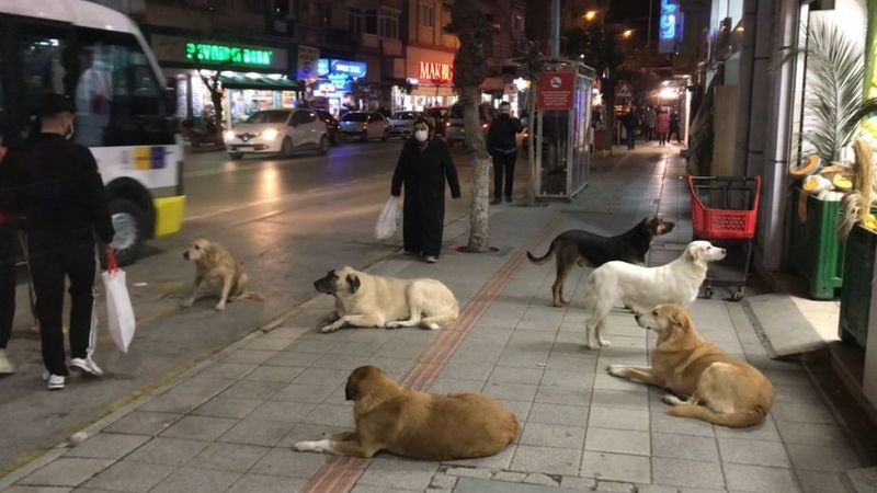 Bursa'da sokak köpekleri tehlike saçıyor