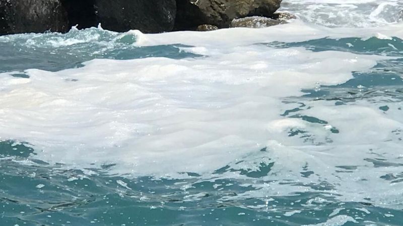 Doğu Akdeniz'de müsilaj endişesi